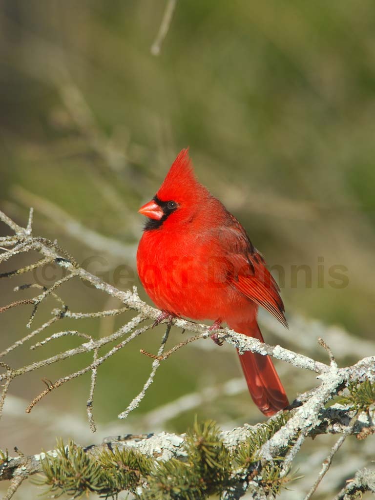 NOCA-BA_Northern-Cardinal