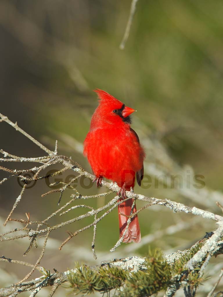 NOCA-BB_Northern-Cardinal