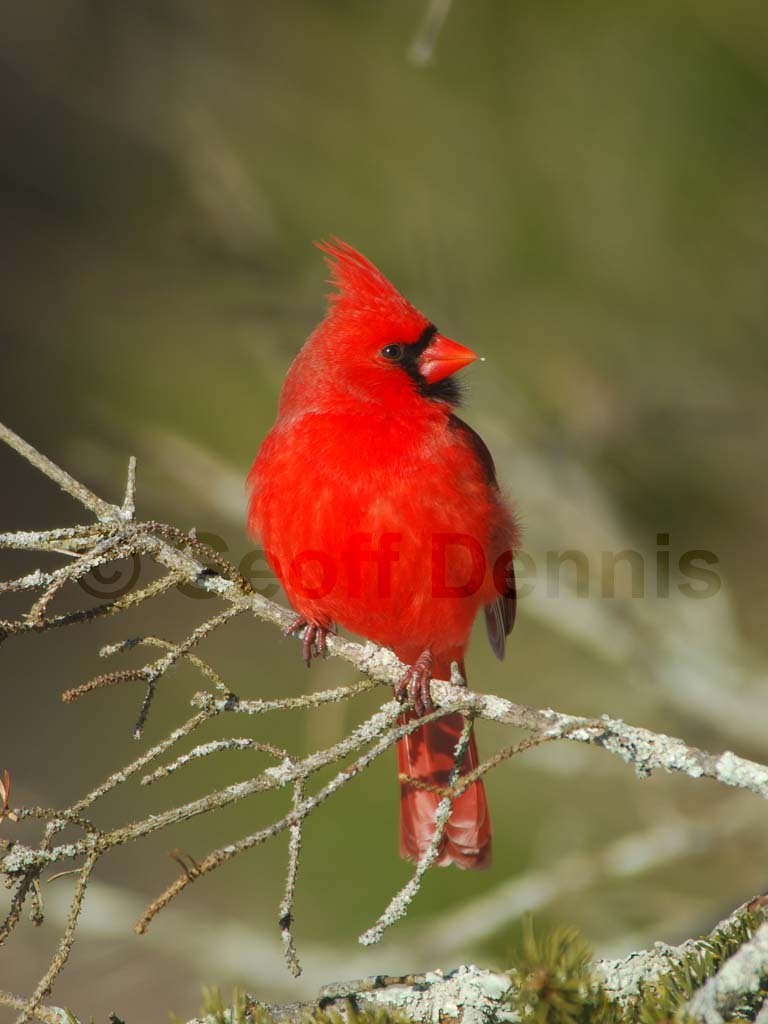 NOCA-BC_Northern-Cardinal