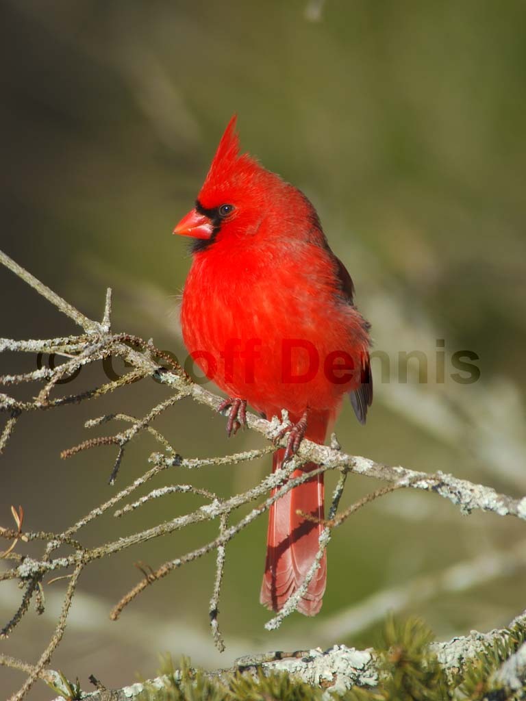 NOCA-BD_Northern-Cardinal