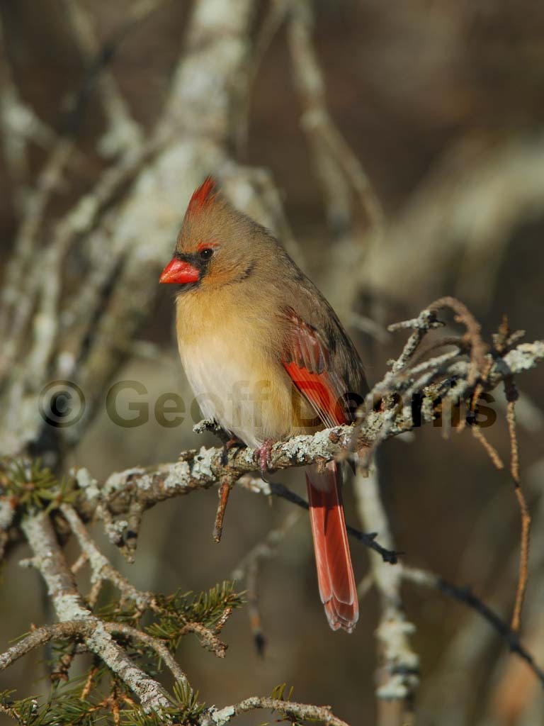 NOCA-BE_Northern-Cardinal