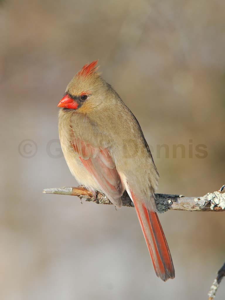 NOCA-BF_Northern-Cardinal