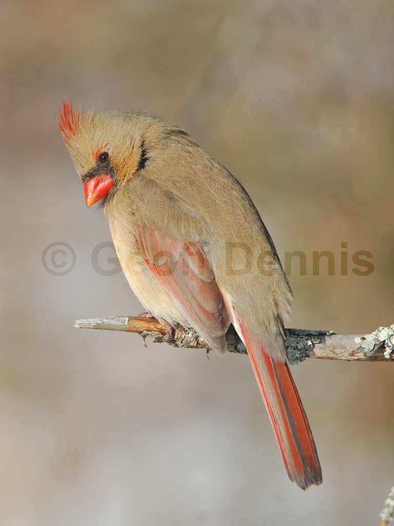 NOCA-BG_Northern-Cardinal