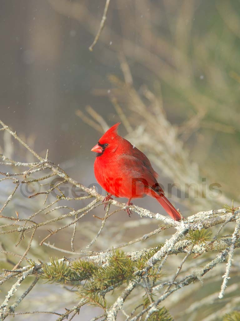 NOCA-BH_Northern-Cardinal