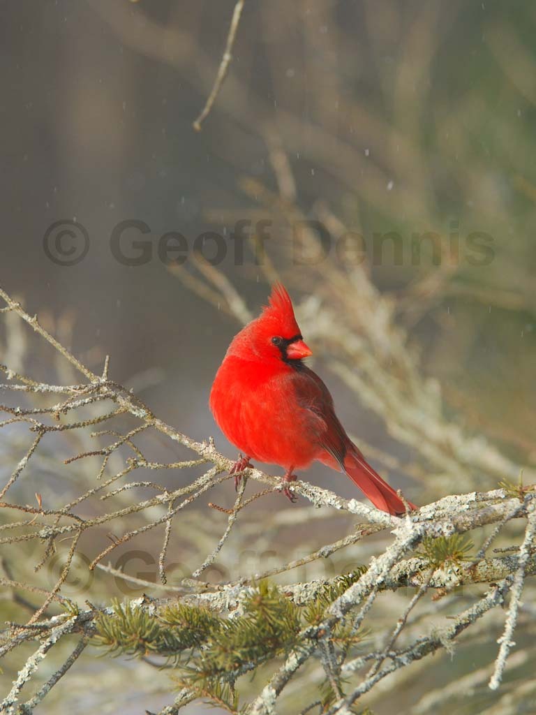 NOCA-BI_Northern-Cardinal