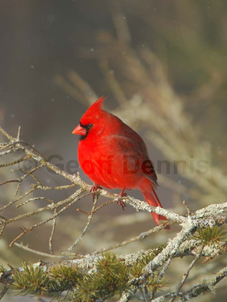 NOCA-BJ_Northern-Cardinal