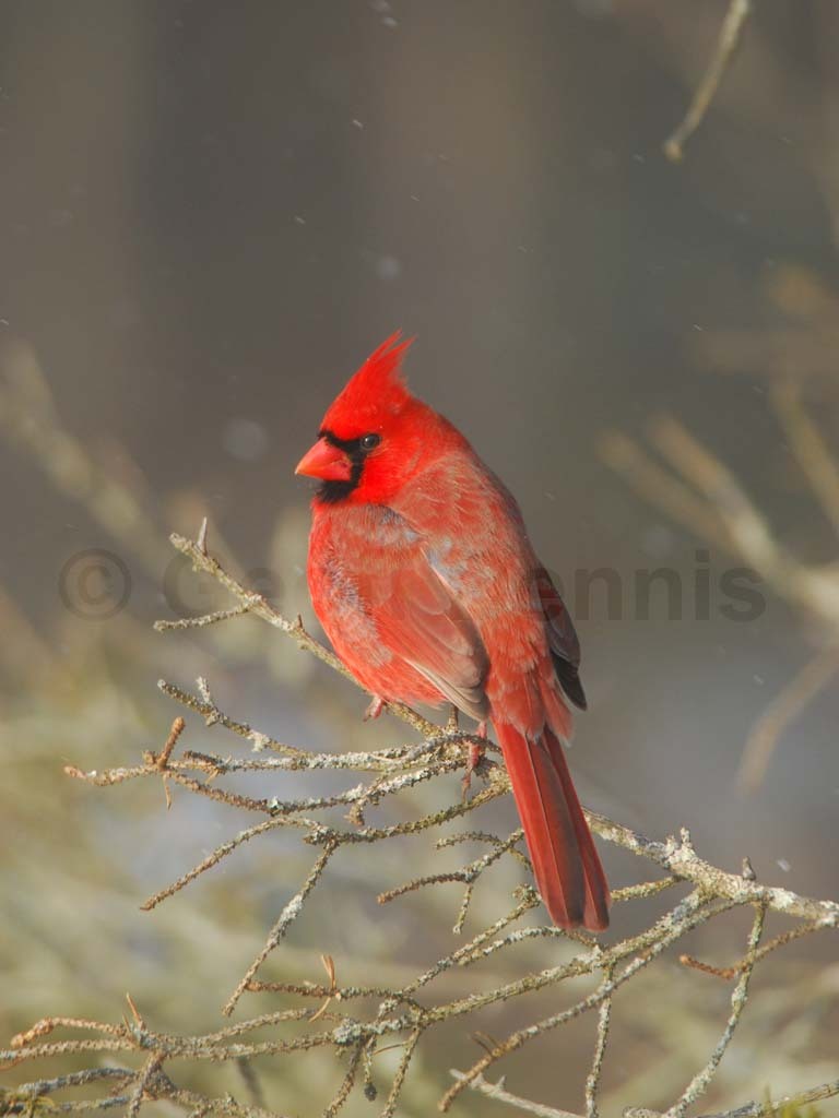 NOCA-BK_Northern-Cardinal