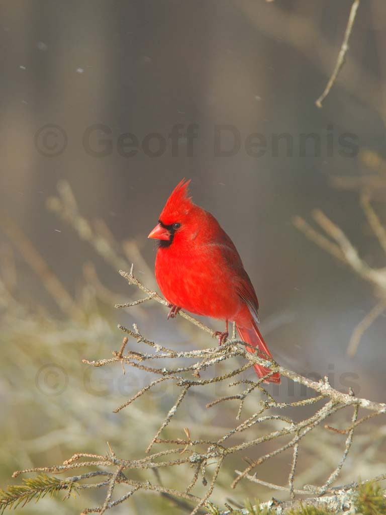 NOCA-BL_Northern-Cardinal