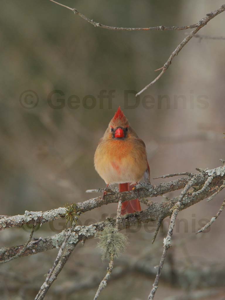 NOCA-BM_Northern-Cardinal