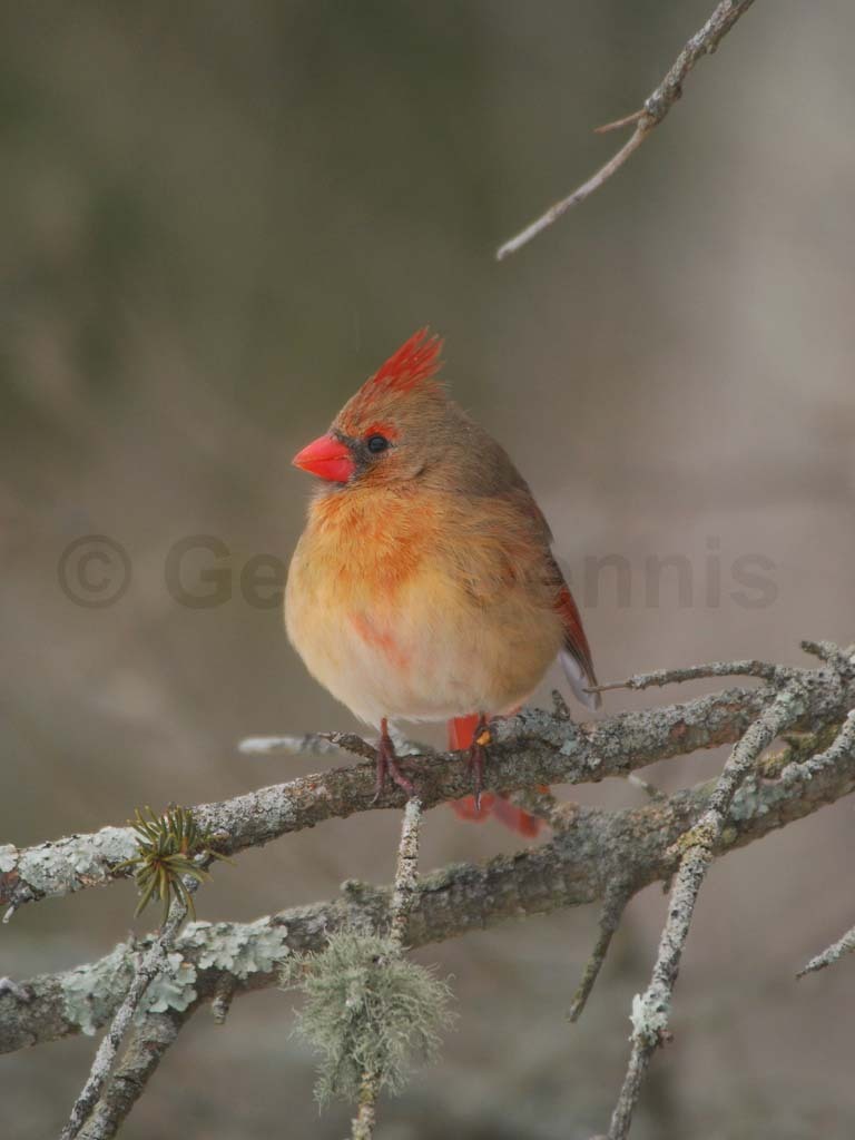 NOCA-BN_Northern-Cardinal