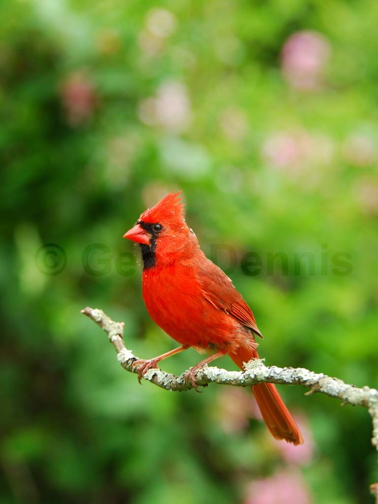 NOCA-BO_Northern-Cardinal