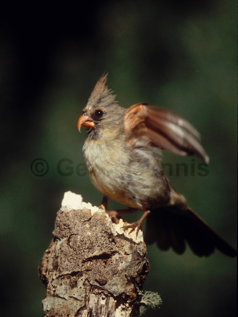 NOCA-BP_Northern-Cardinal