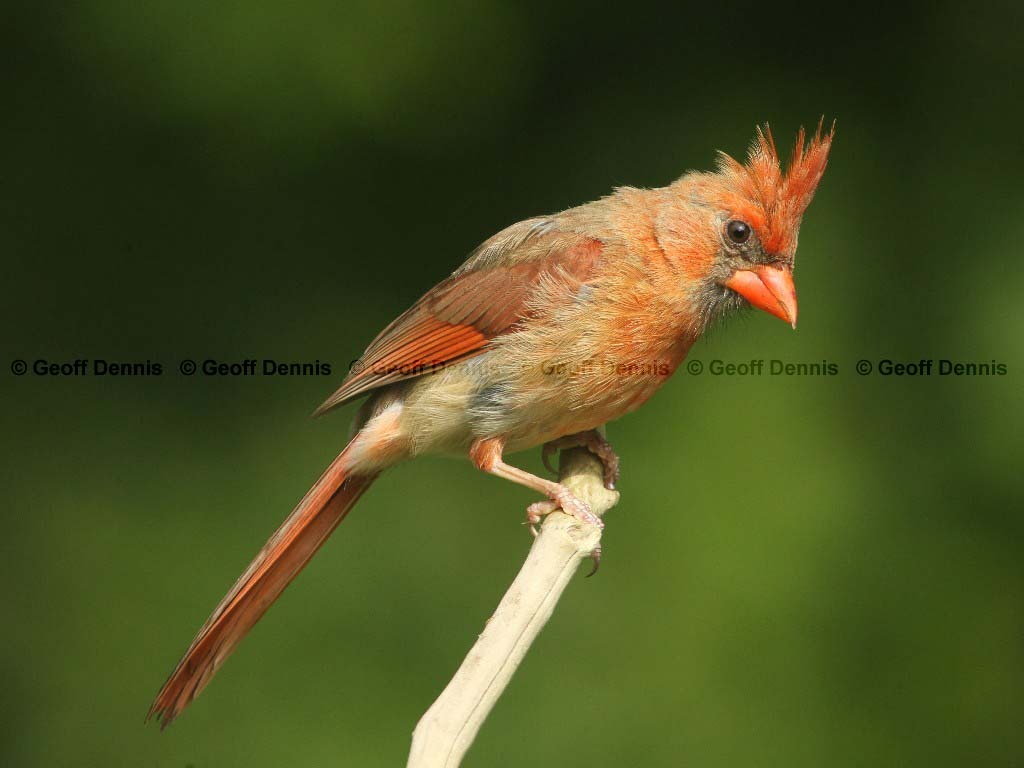 NOCA-BQ_Northern-Cardinal