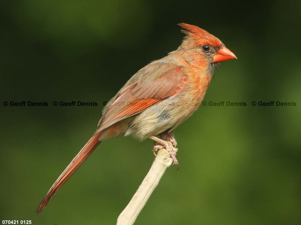 NOCA-BR_Northern-Cardinal