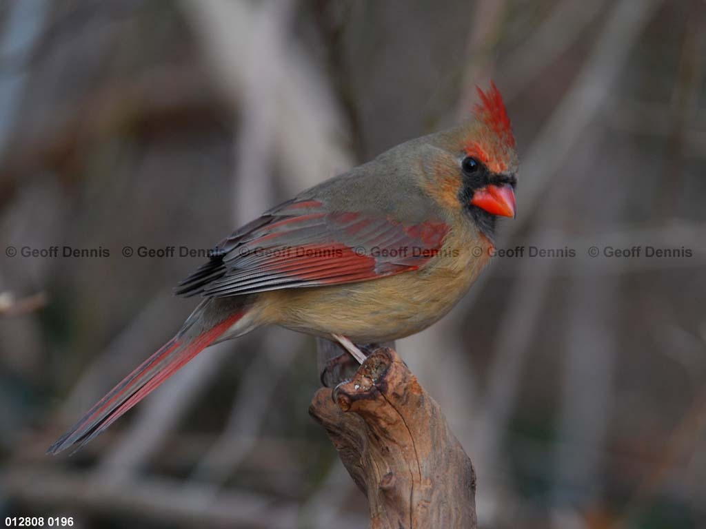 NOCA-BS_Northern-Cardinal