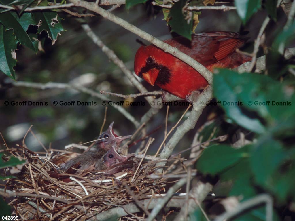 NOCA-BX_Northern-Cardinal