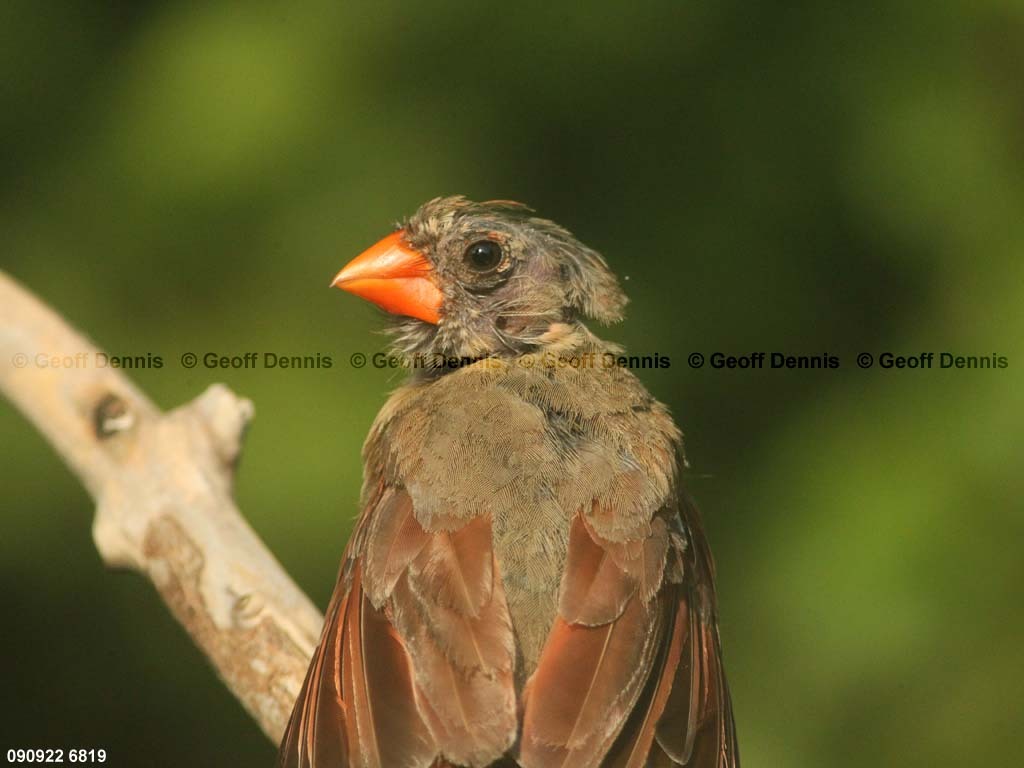 NOCA-BY_Northern-Cardinal