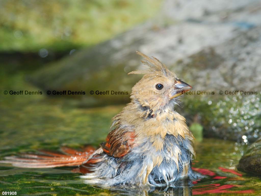 NOCA-BZ_Northern-Cardinal