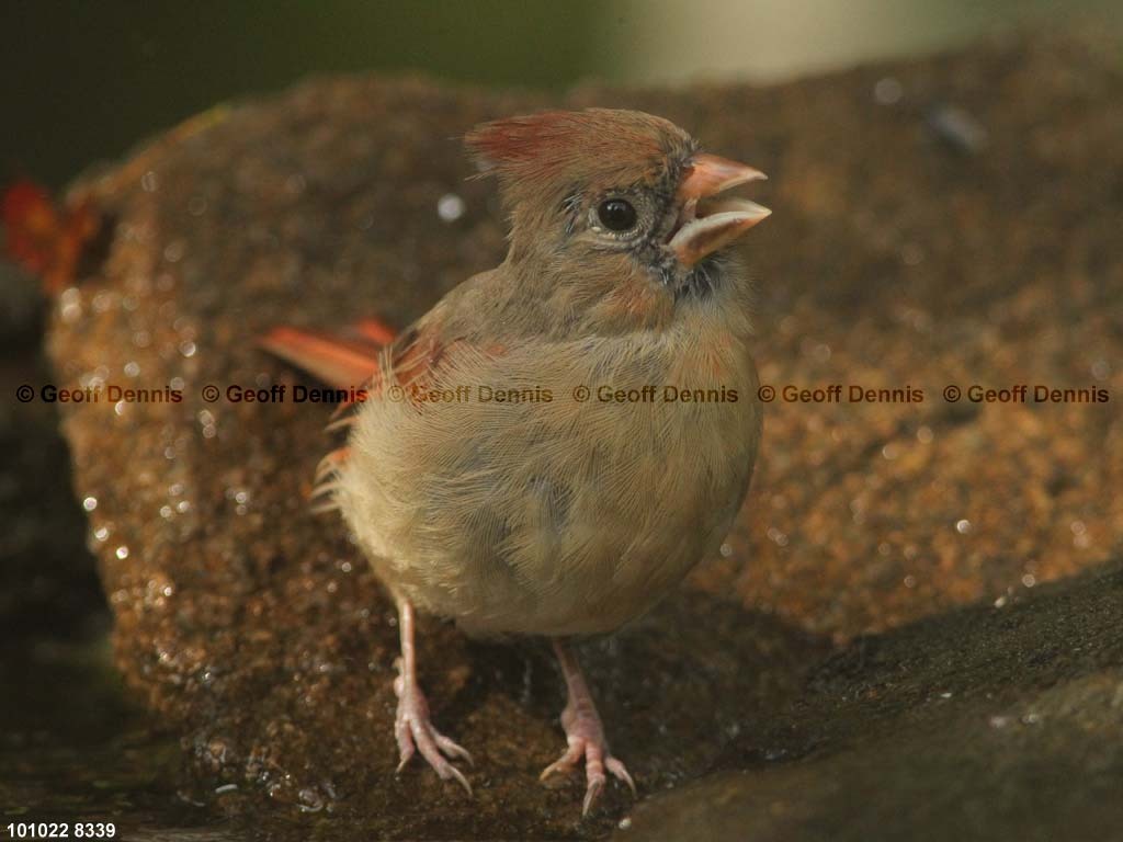 NOCA-CA_Northern-Cardinal