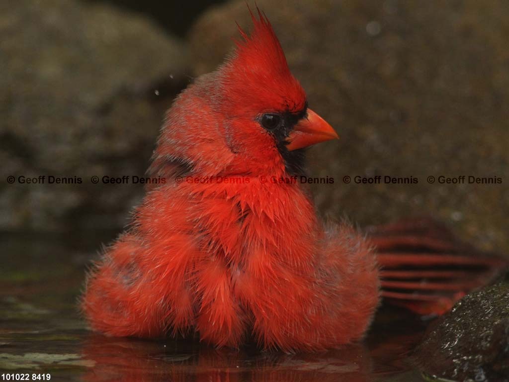 NOCA-CB_Northern-Cardinal