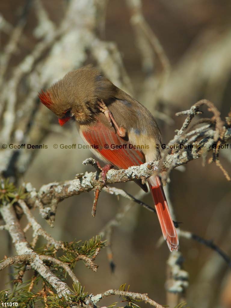 NOCA-CC_Northern-Cardinal