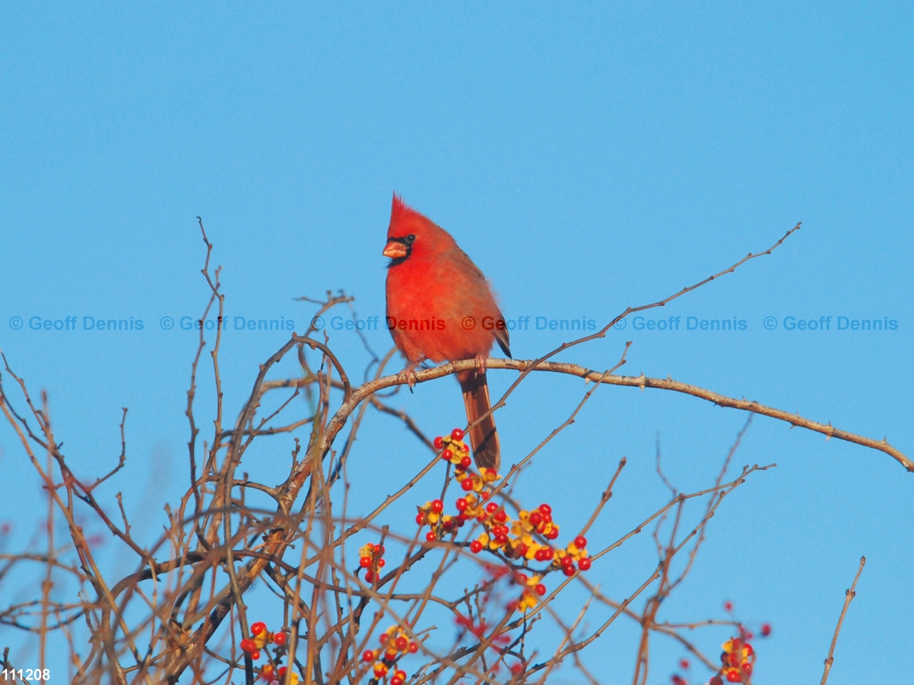 NOCA-CD_Northern-Cardinal