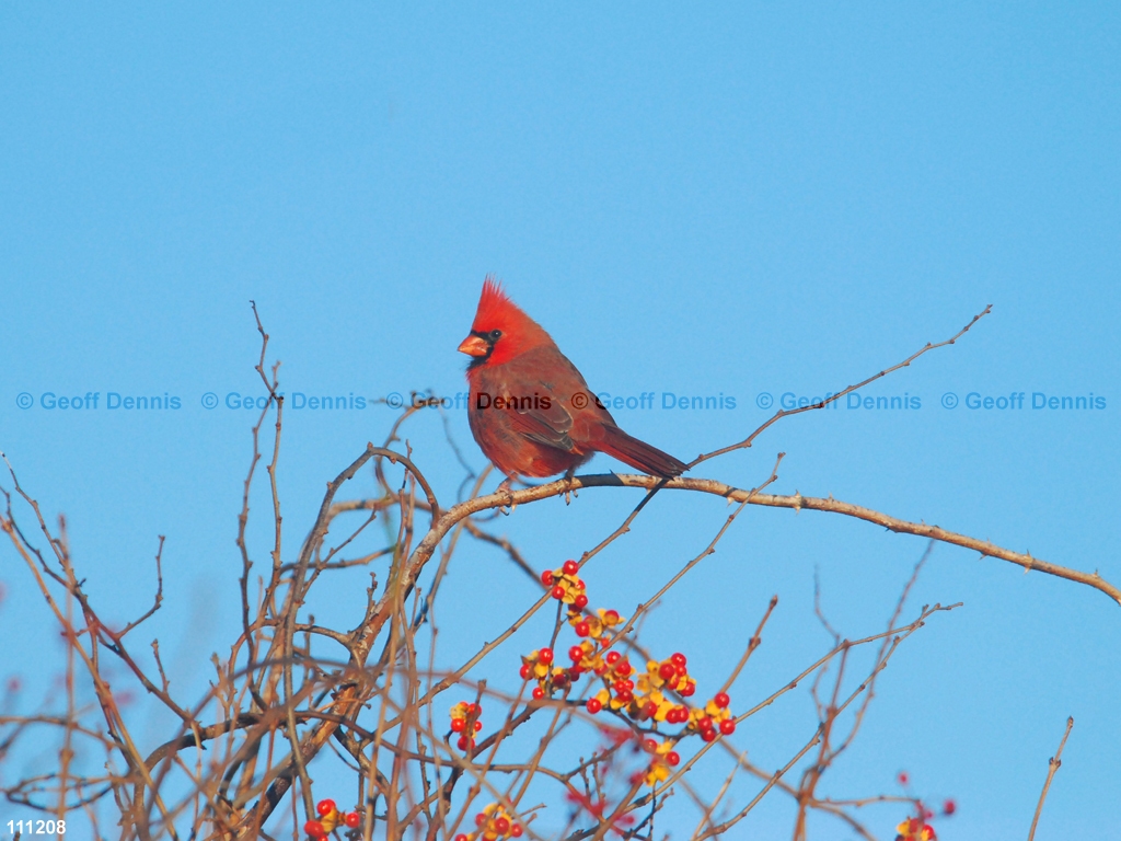 NOCA-CE_Northern-Cardinal