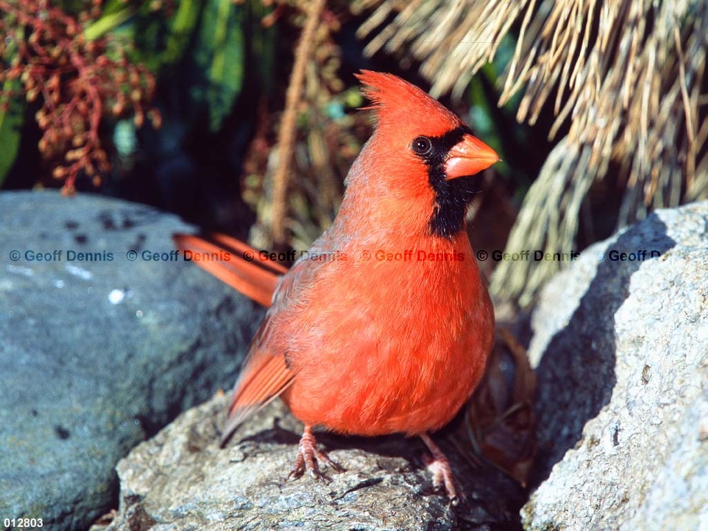 NOCA-CF_Northern-Cardinal