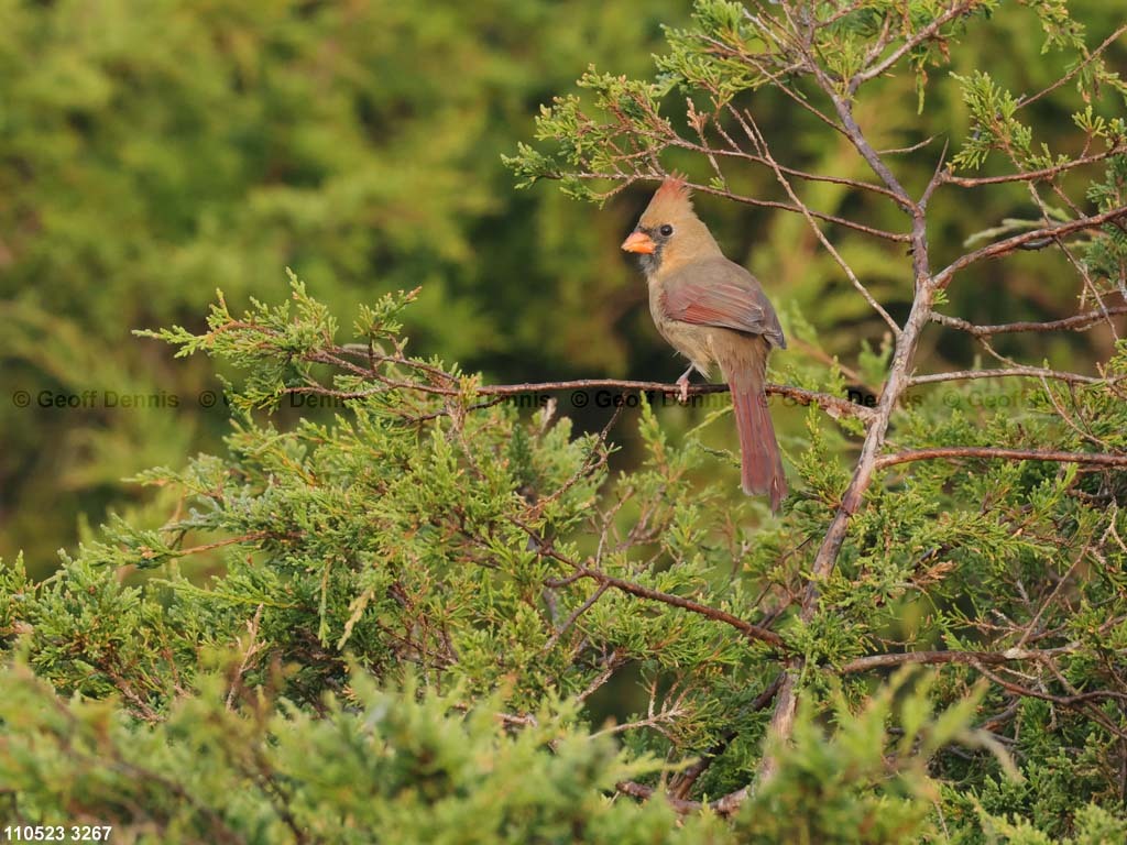 NOCA-CG_Northern-Cardinal