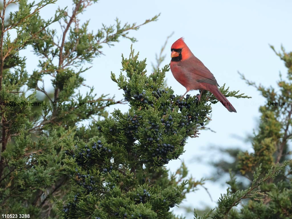 NOCA-CH_Northern-Cardinal