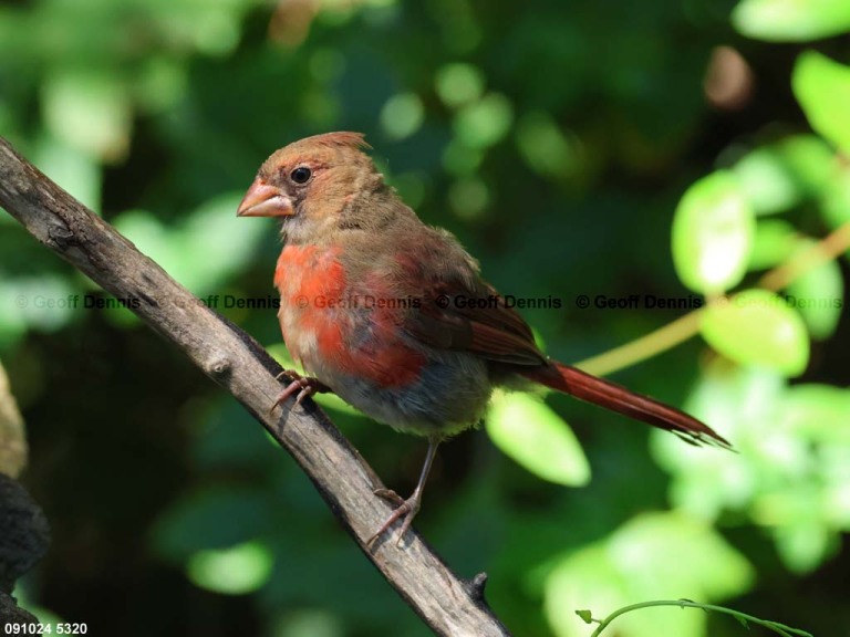 NOCA-CI_Northern-Cardinal