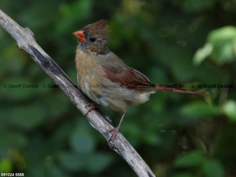 NOCA-CJ_Northern-Cardinal