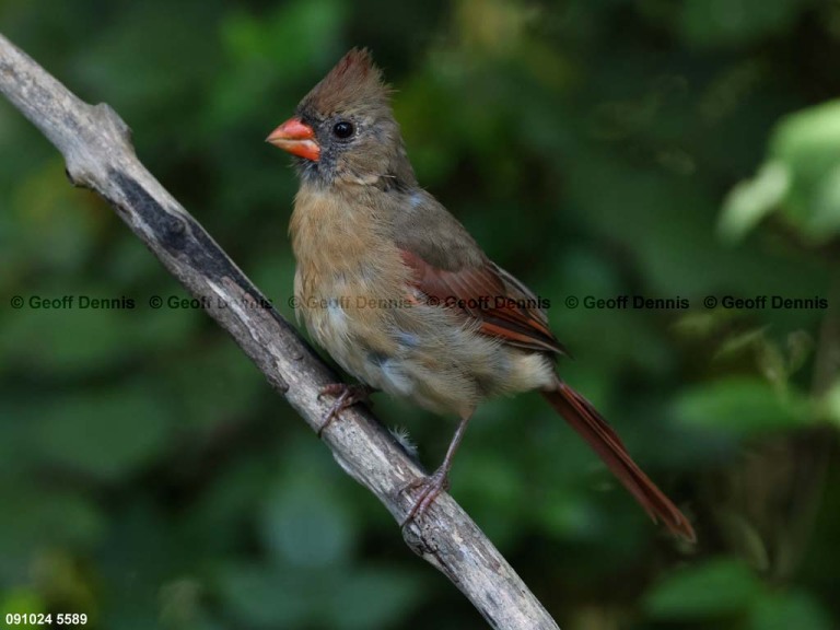 NOCA-CK_Northern-Cardinal