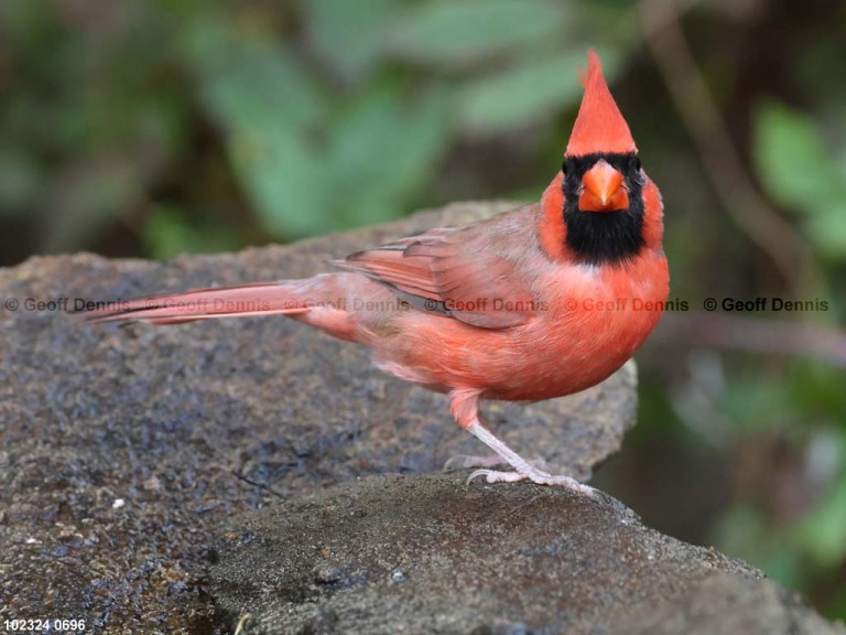 NOCA-CL_Northern-Cardinal