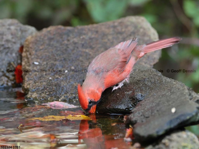 NOCA-CM_Northern-Cardinal