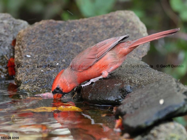 NOCA-CN_Northern-Cardinal