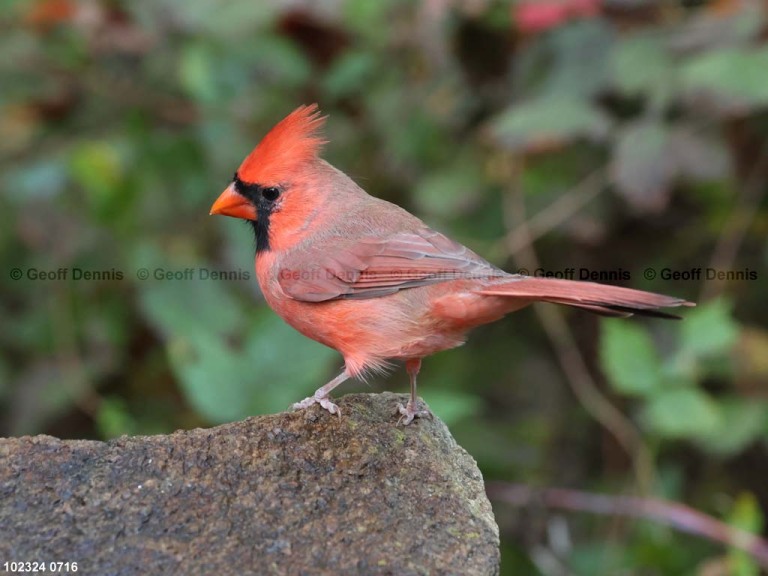 NOCA-CO_Northern-Cardinal