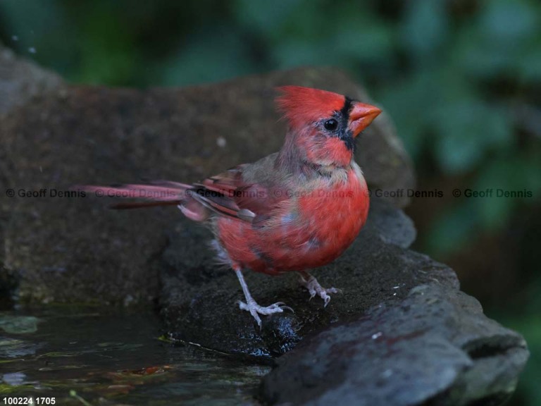 NOCA-CP_Northern-Cardinal