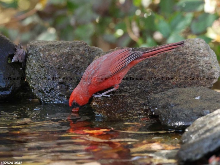 NOCA-CQ_Northern-Cardinal