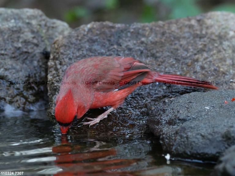 NOCA-CR_Northern-Cardinal