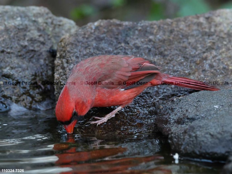 NOCA-CS_Northern-Cardinal