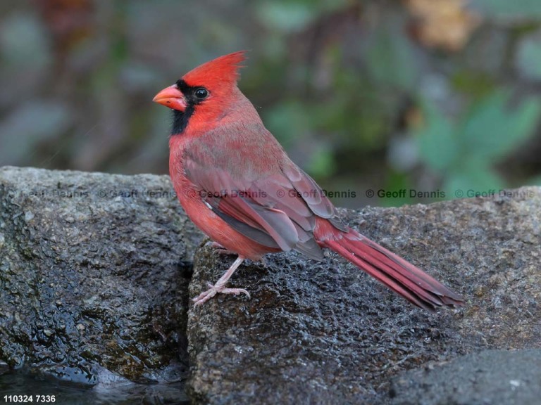 NOCA-CT_Northern-Cardinal