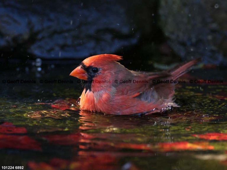 NOCA-CU_Northern-Cardinal