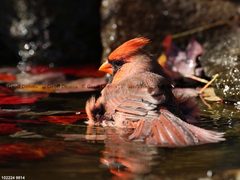 NOCA-CV_Northern-Cardinal