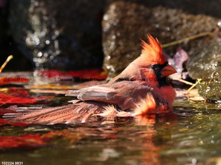 NOCA-CW_Northern-Cardinal