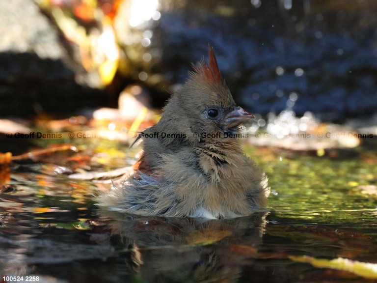 NOCA-CX_Northern-Cardinal