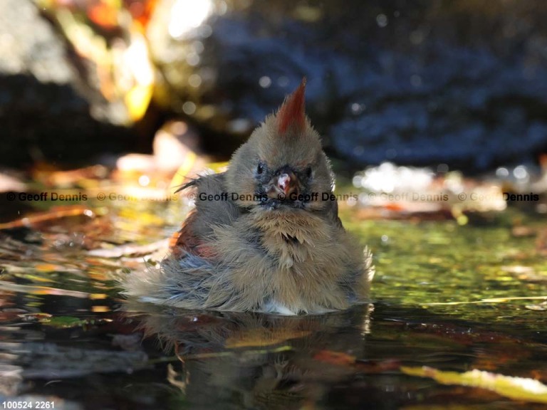 NOCA-CY_Northern-Cardinal