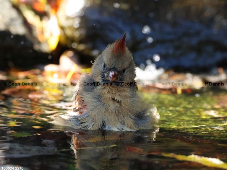 NOCA-CZ_Northern-Cardinal