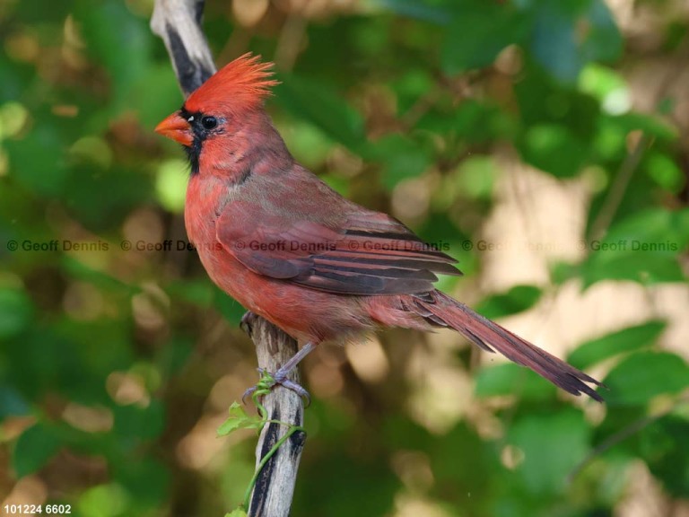 NOCA-DA_Northern-Cardinal