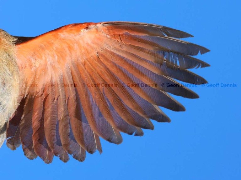NOCA-DB_Northern-Cardinal